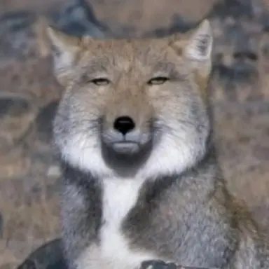 Profile image of 여우