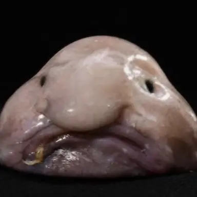 Profile image of 여우