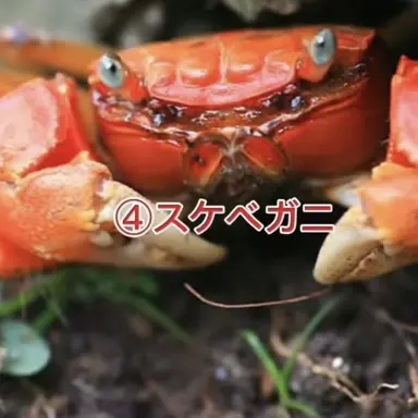 Profile image of スケベガニ