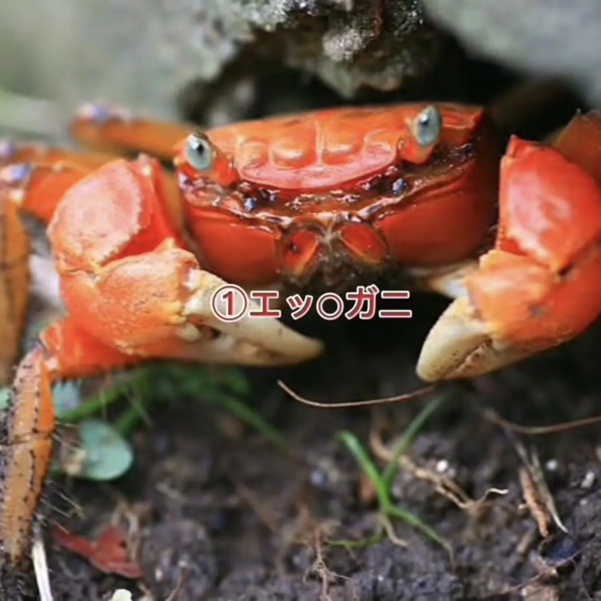 George1056의 エッチなカニ4選‼️