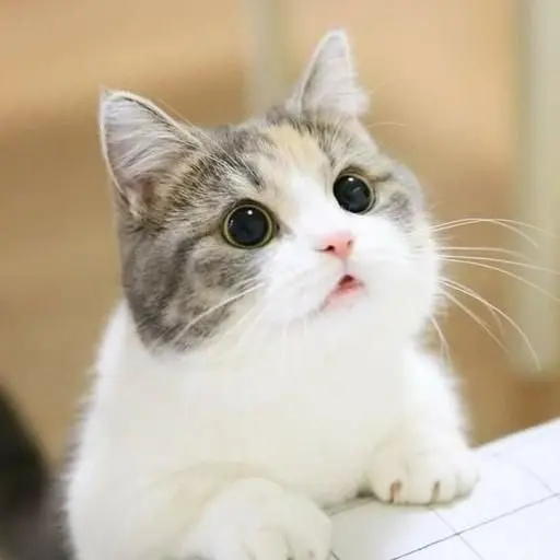 Nyang_nyang_Kkomi의 냥줍한 미겜즈