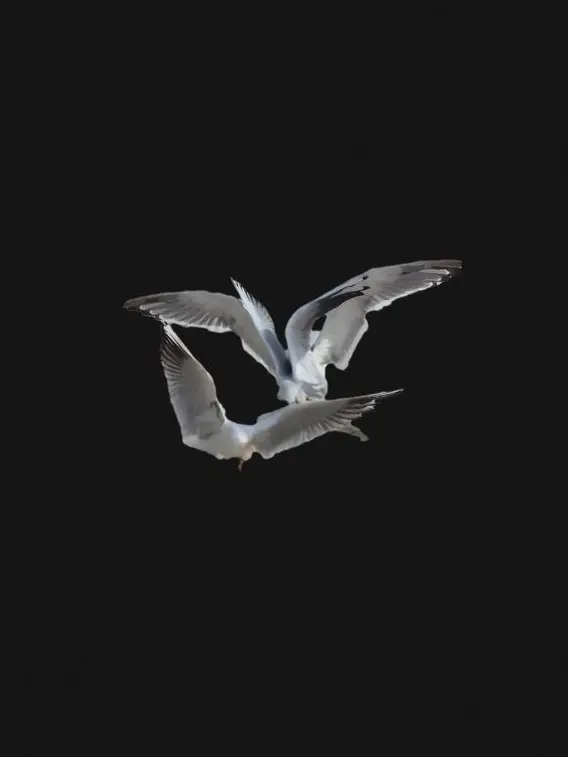 MyCatHatesMe의 동거인간