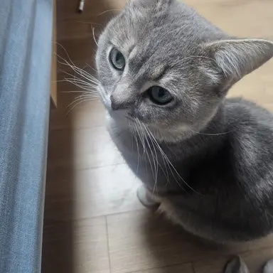 Profile image of 신비아파트