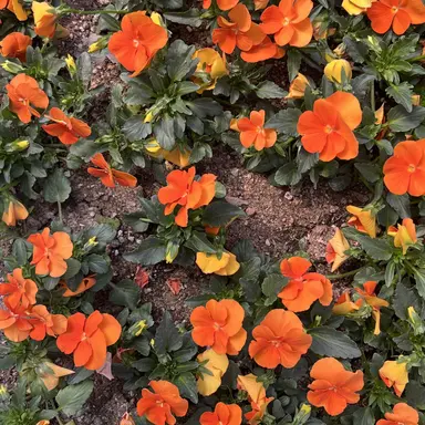 Profile image of 덕개