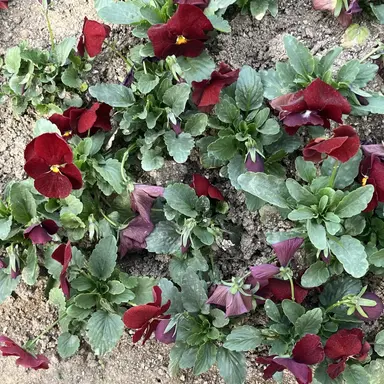 Profile image of 라더