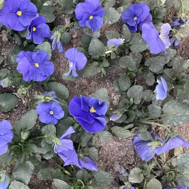 Profile image of 수현