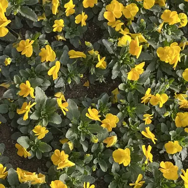 Profile image of 각별