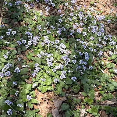 Profile image of 잠뜰