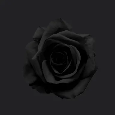Profile image of 콜린 크레이븐
