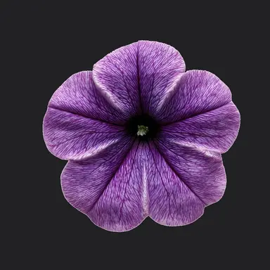 Profile image of 딕콘 소어비