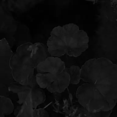 Profile image of 이홍위