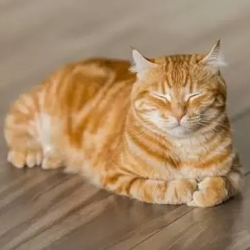 Profile image of Ginger
