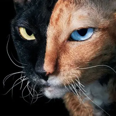 Profile image of Rocky