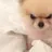 짜증나있는 강아지🐶