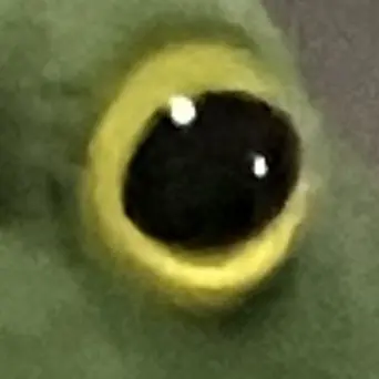 Profile image of 蛙