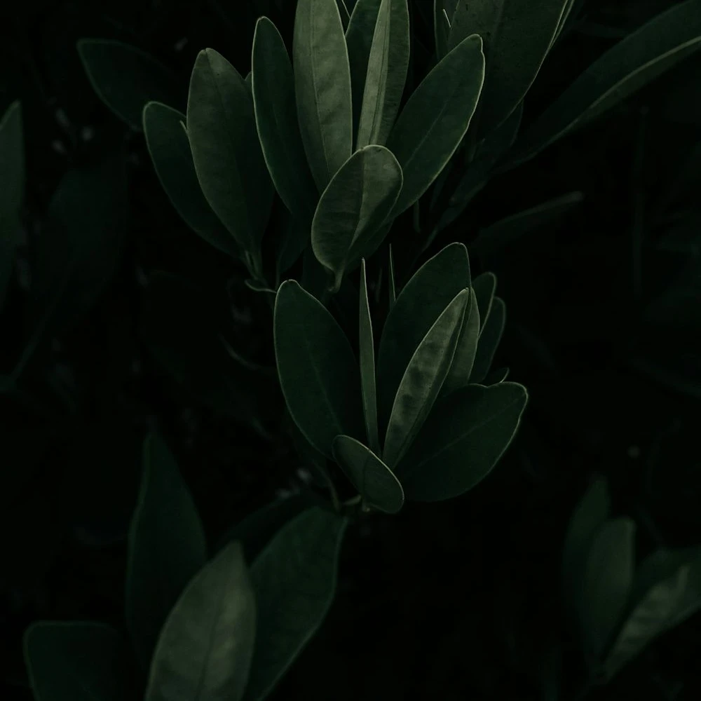 경대주