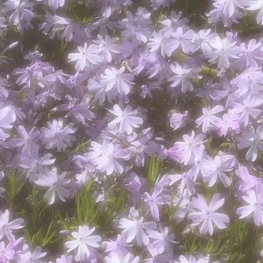 Profile image of 황수현