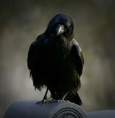 Profile image of Damon Salvatore