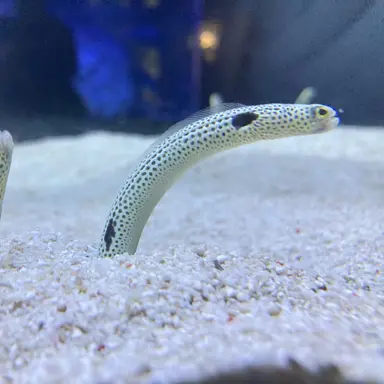 Profile image of 嘘でしょ