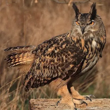 Profile image of Alexander
