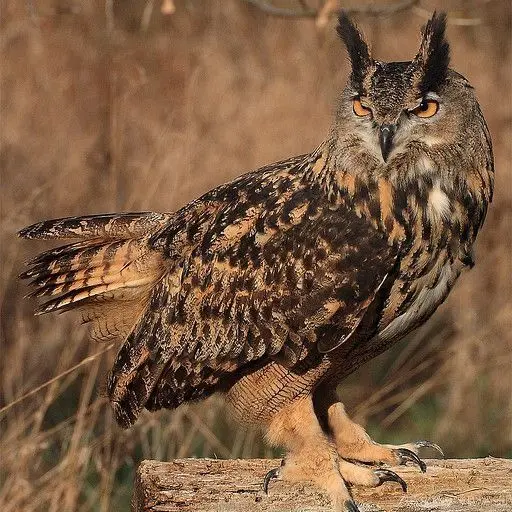 ExpertSwamp8202의 Alexander (BL, Owl hybrid)