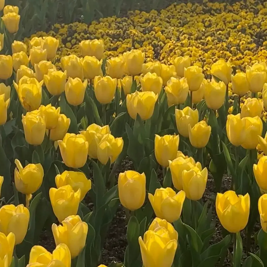 Kangdagyeomwife의 단골손님