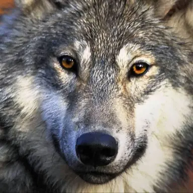 Profile image of 사토 렌