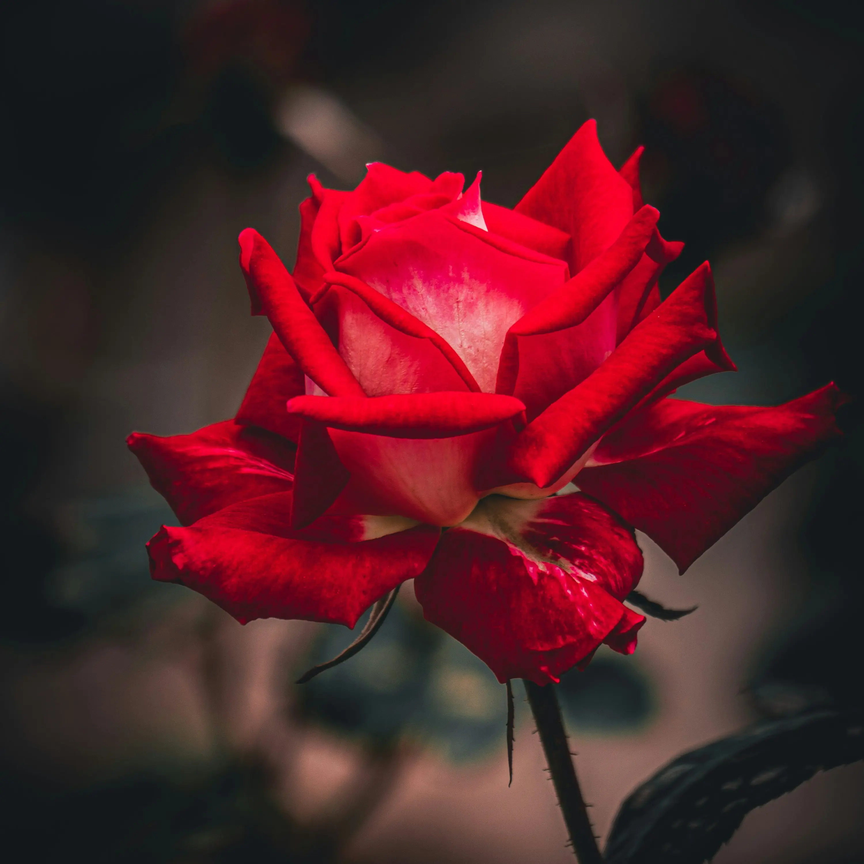 rusian416의 おいで、レディ