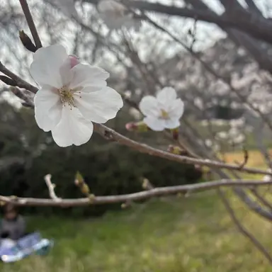 Profile image of さつき