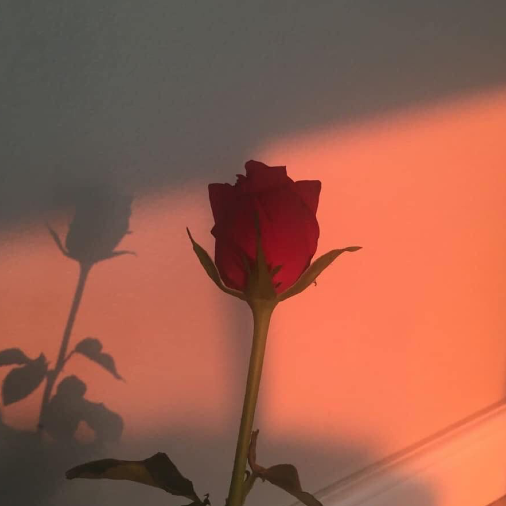 멈추지 않을 잔인함에서 대표 이미지