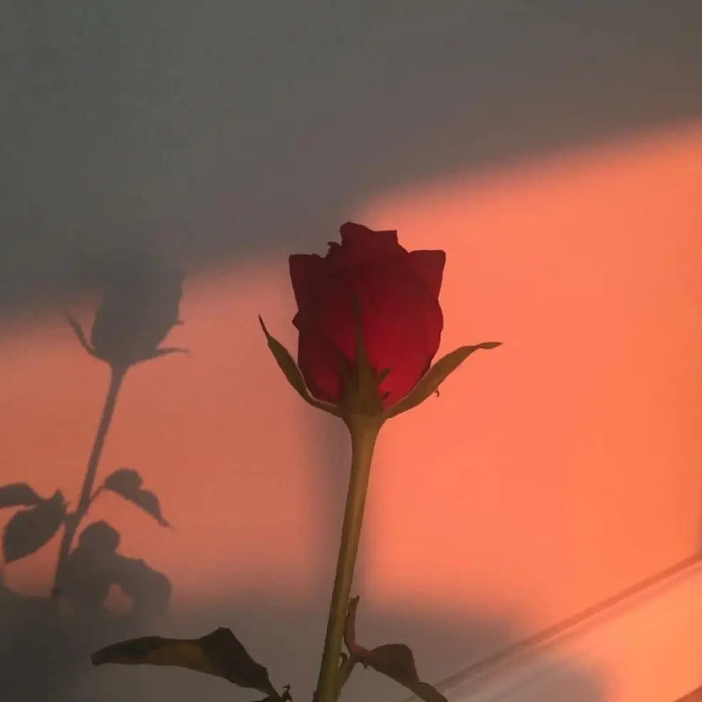 Iwanthome365의 멈추지 않을 잔인함에서