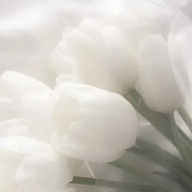 Profile image of 아이리스