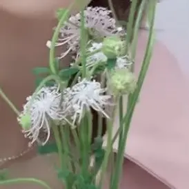 Profile image of ジョンハナ