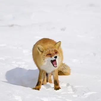 Profile image of 여우