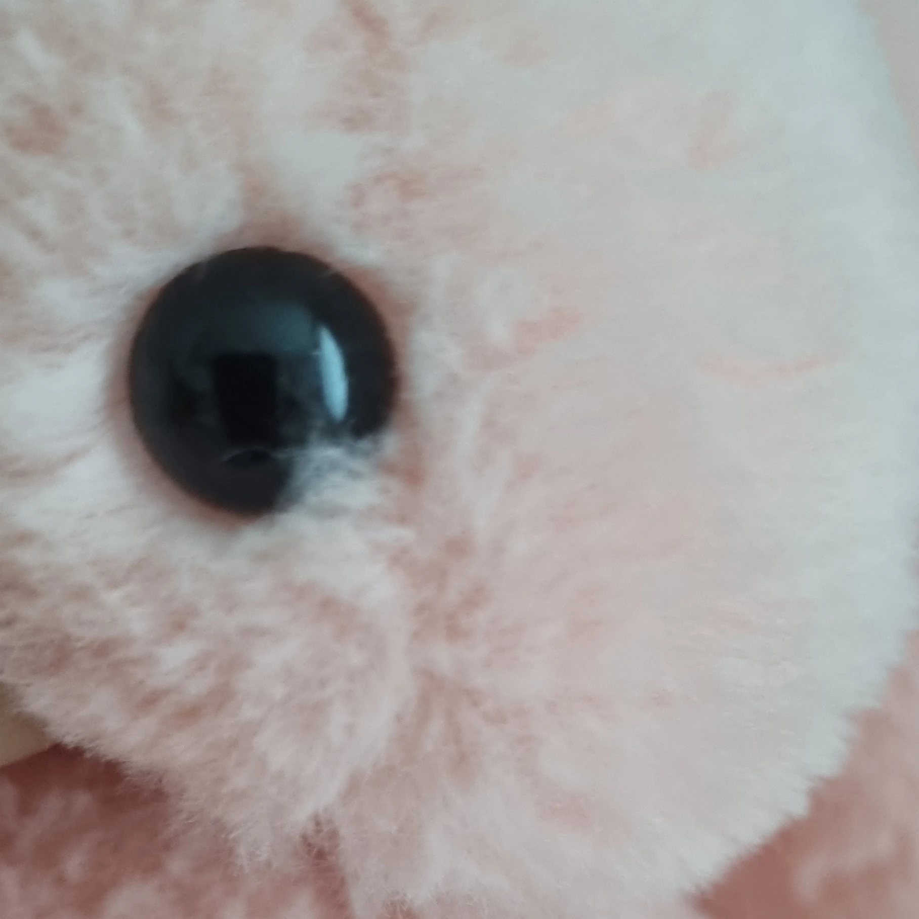 베리