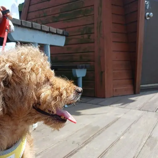 SleekLife1209의 쪼꼬