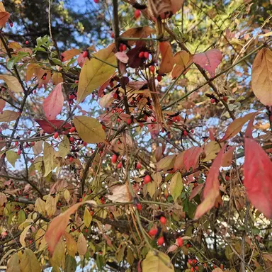 Profile image of 여우