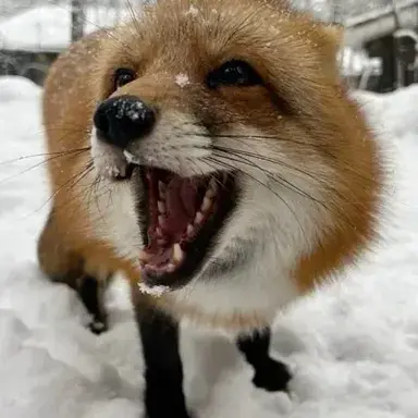 Profile image of The Task Force - Pet Fox