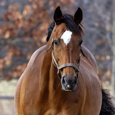 Profile image of ジェンティルドンナ