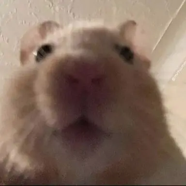 Profile image of 여우