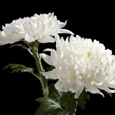 Profile image of 추모합니다.