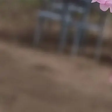 Profile image of バンチャン