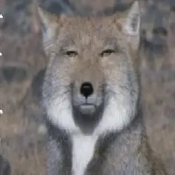 Profile image of 늑대