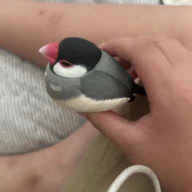 Profile image of 흑문조