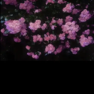 Profile image of 꼰대희