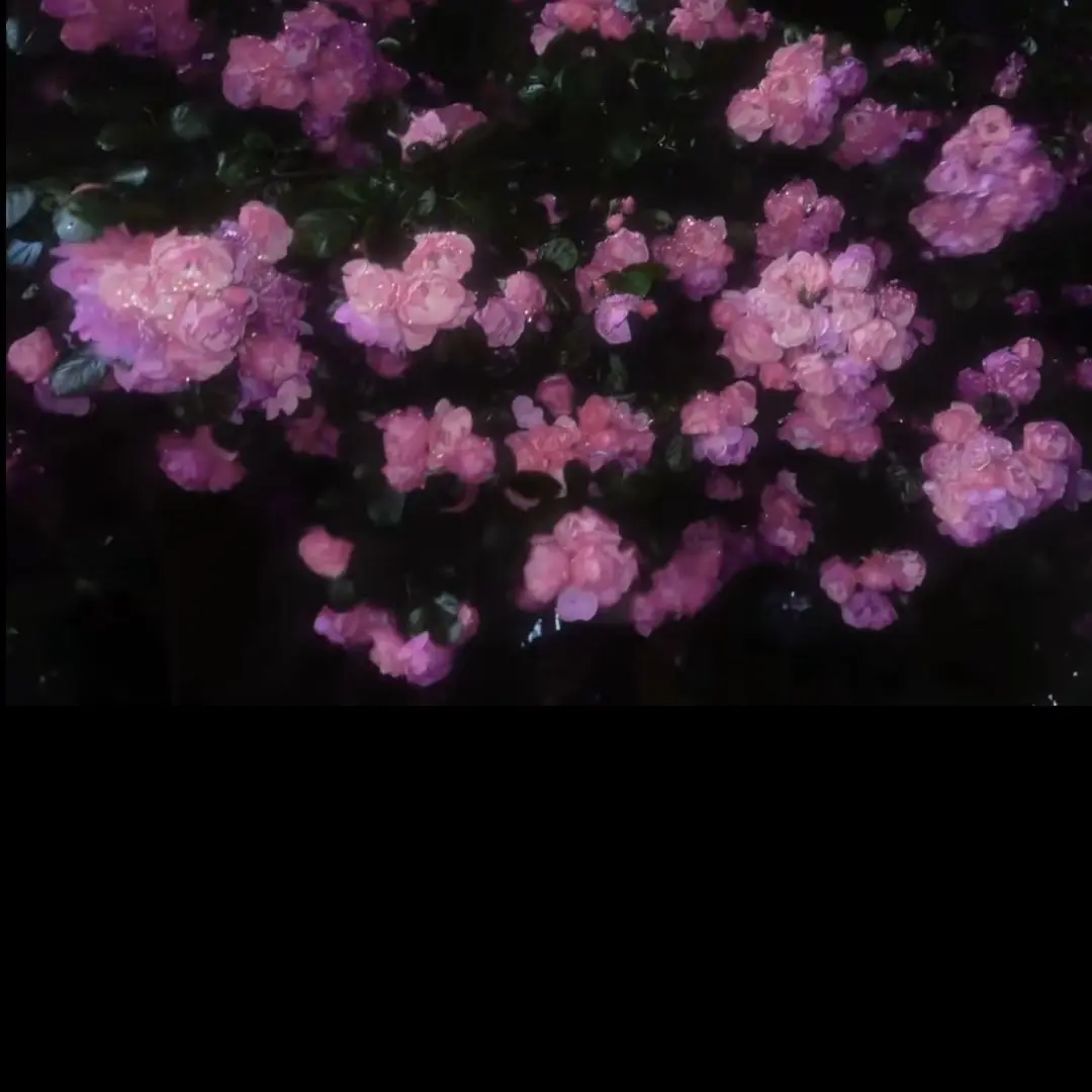 CatCream1의 개인용