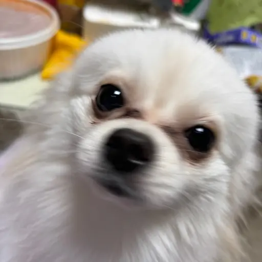 Su_yeon의 호두