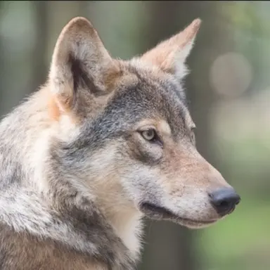 Profile image of 늑대