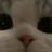 쿠키