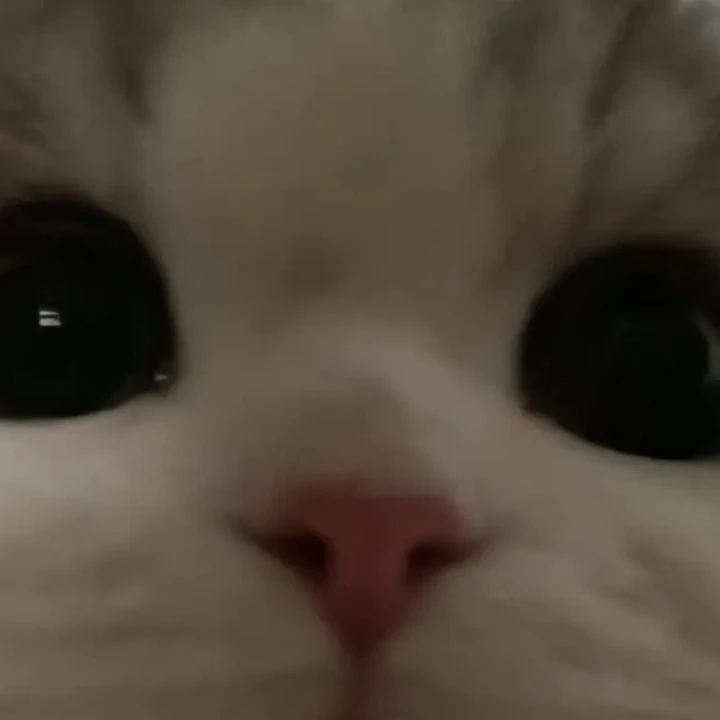 쿠키